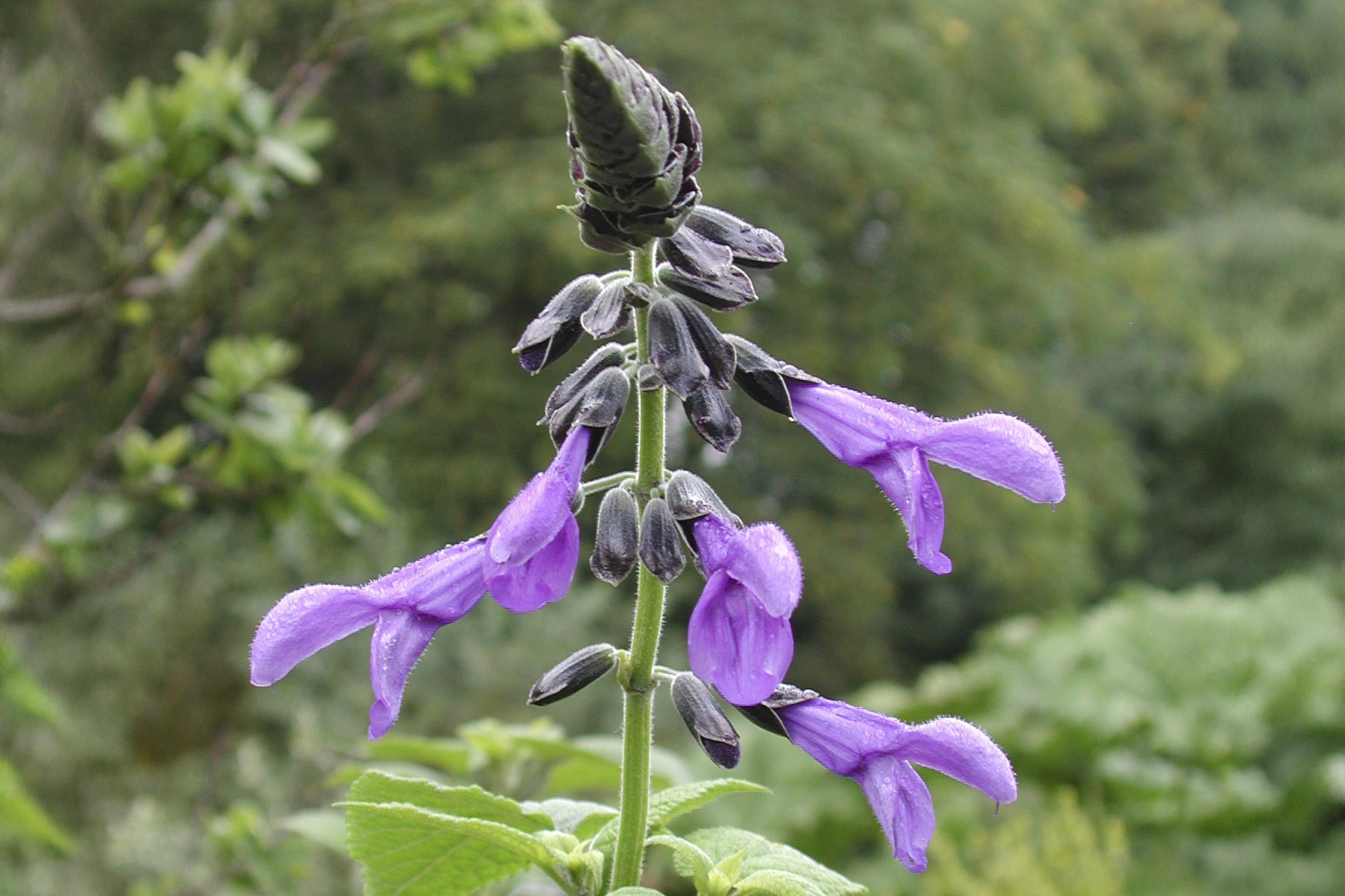 Salvia guaranitica Salvia guaranitica