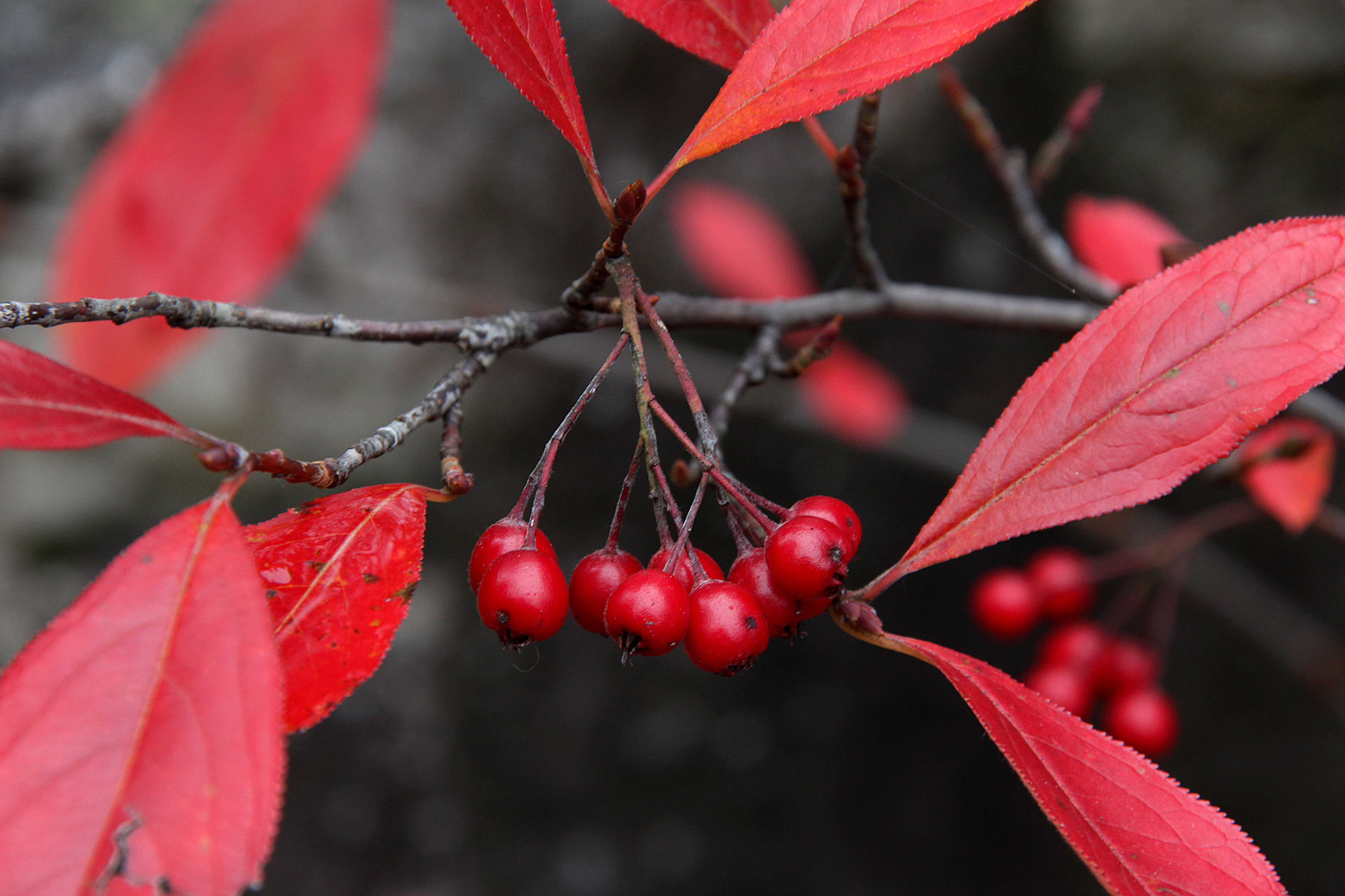 Aronia arbutifolia Aronia arbutifolia