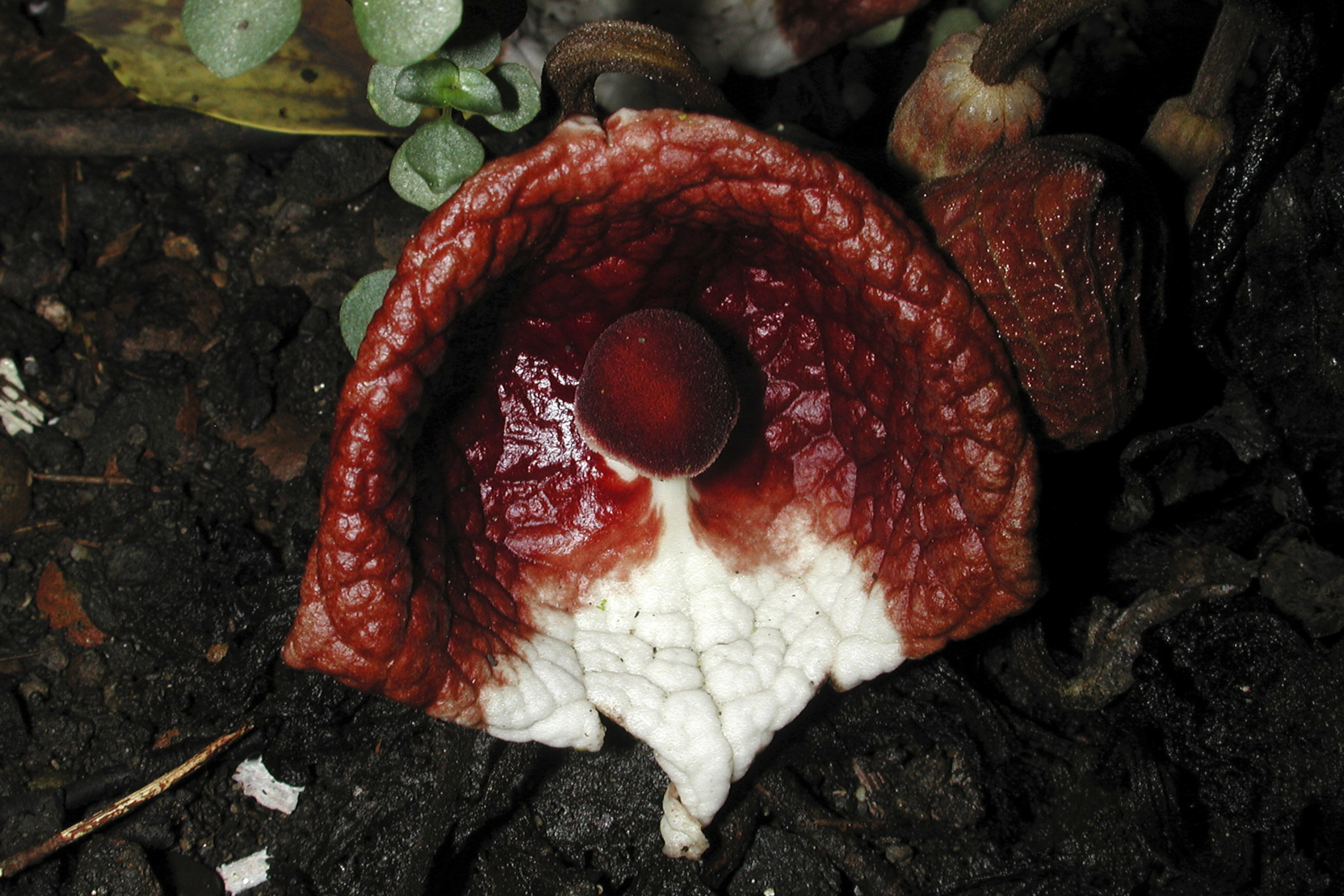 Aristolochia arborea Aristolochia arborea