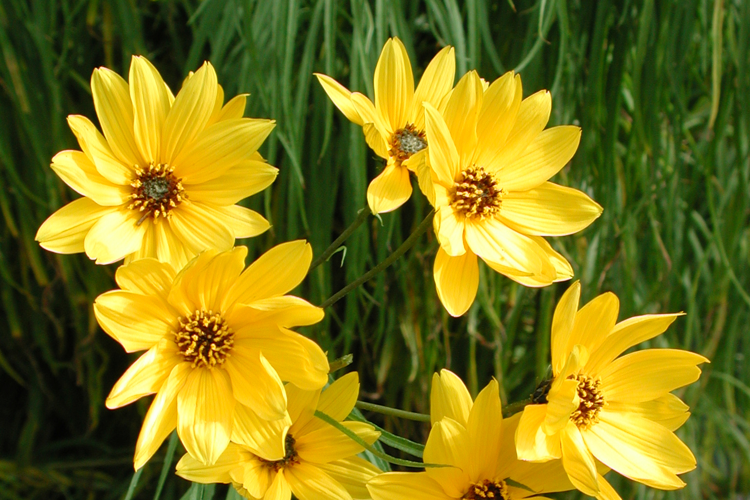 Helianthus maximilianii Helianthus maximilianii