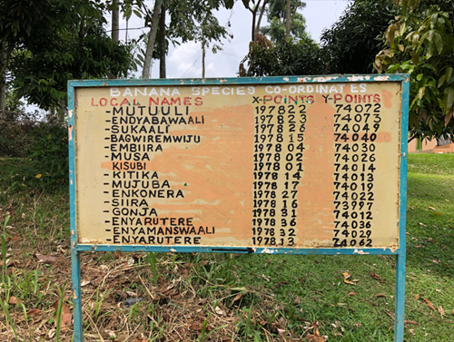 Banana Species