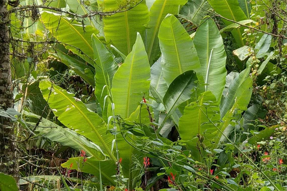 Traditional Medicine in Transition