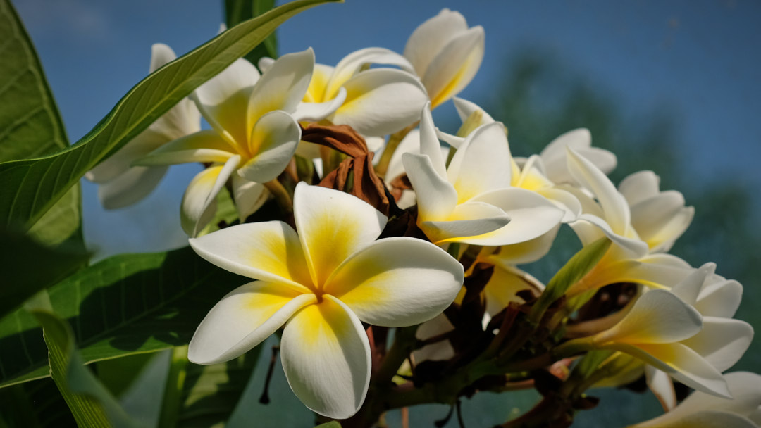 Plumeria alba