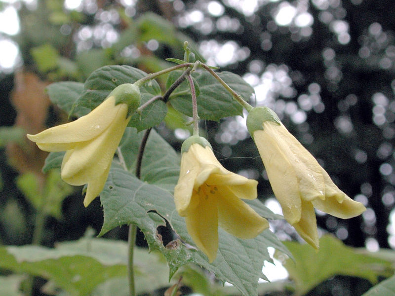 Kirengeshoma palmata