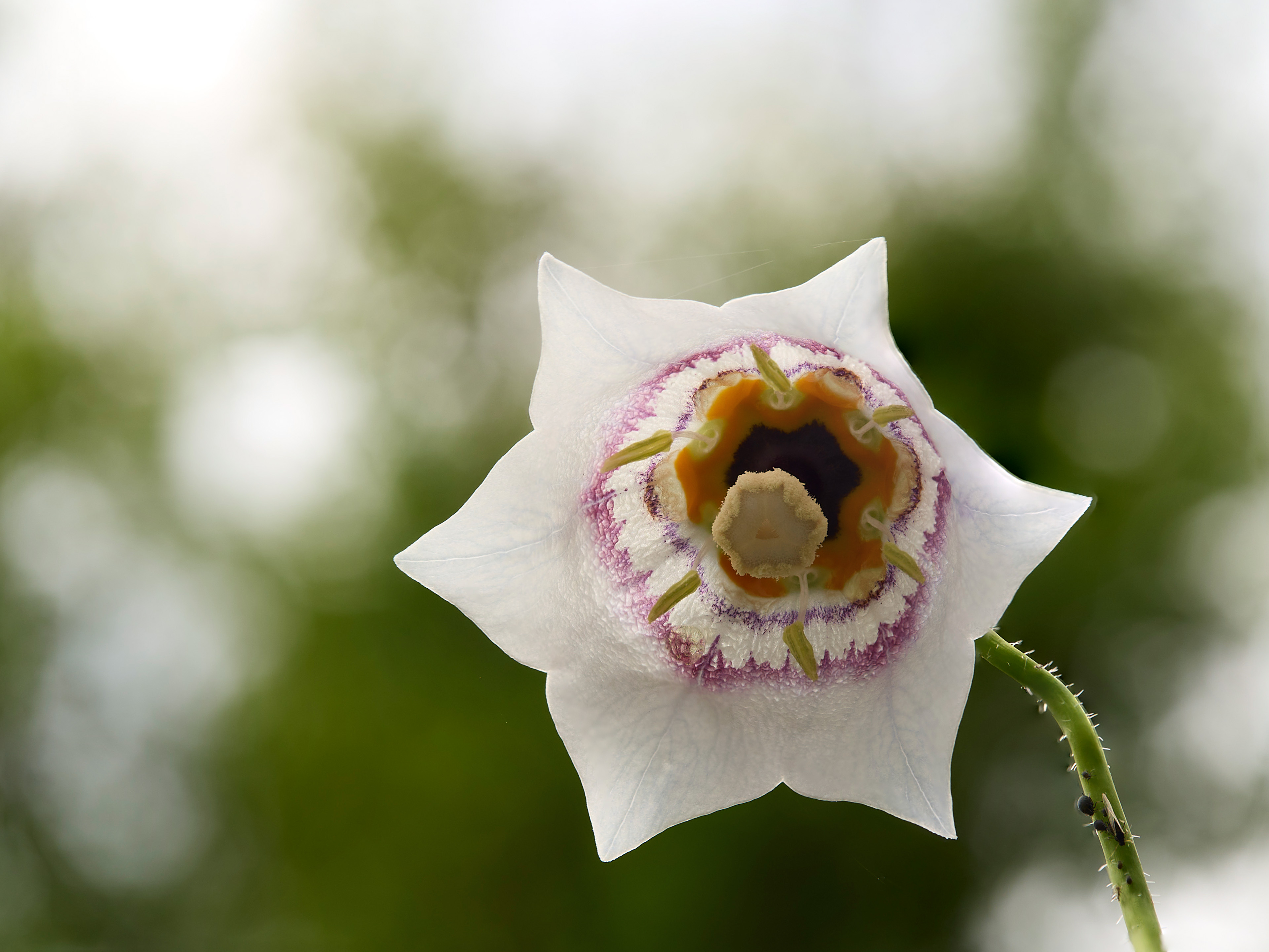 Codonopsis ovata