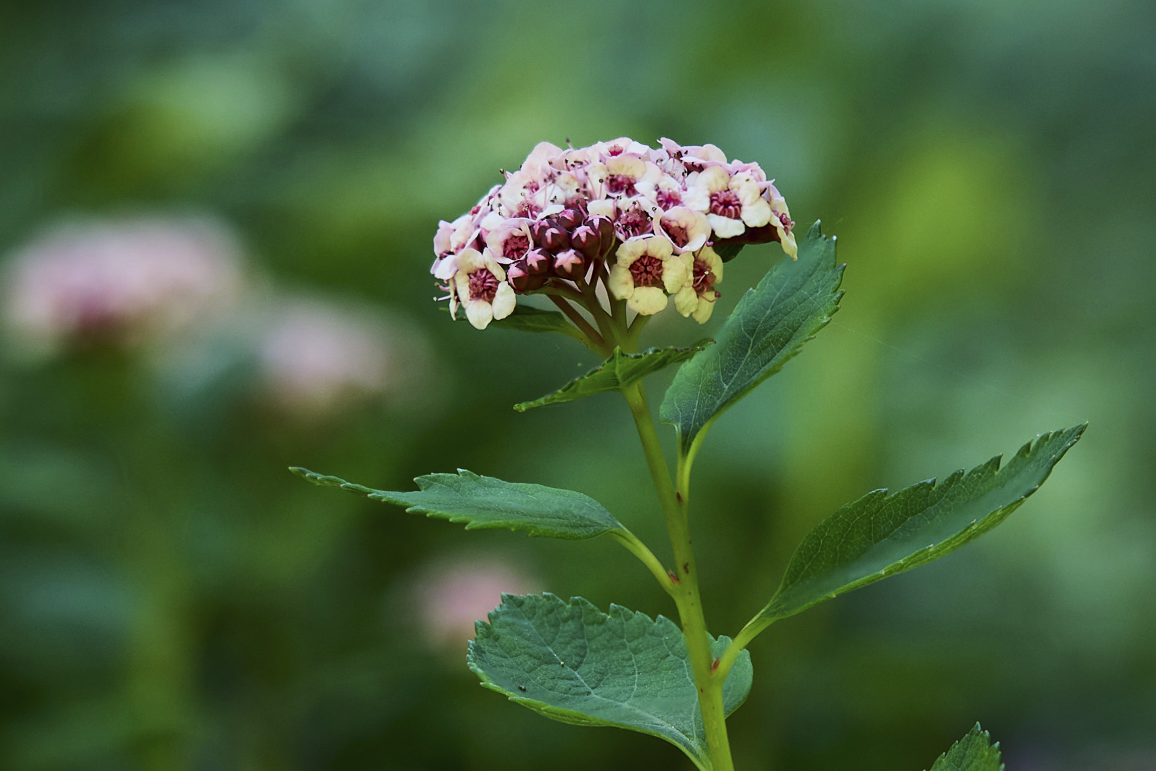 Spiraea morrisonicola