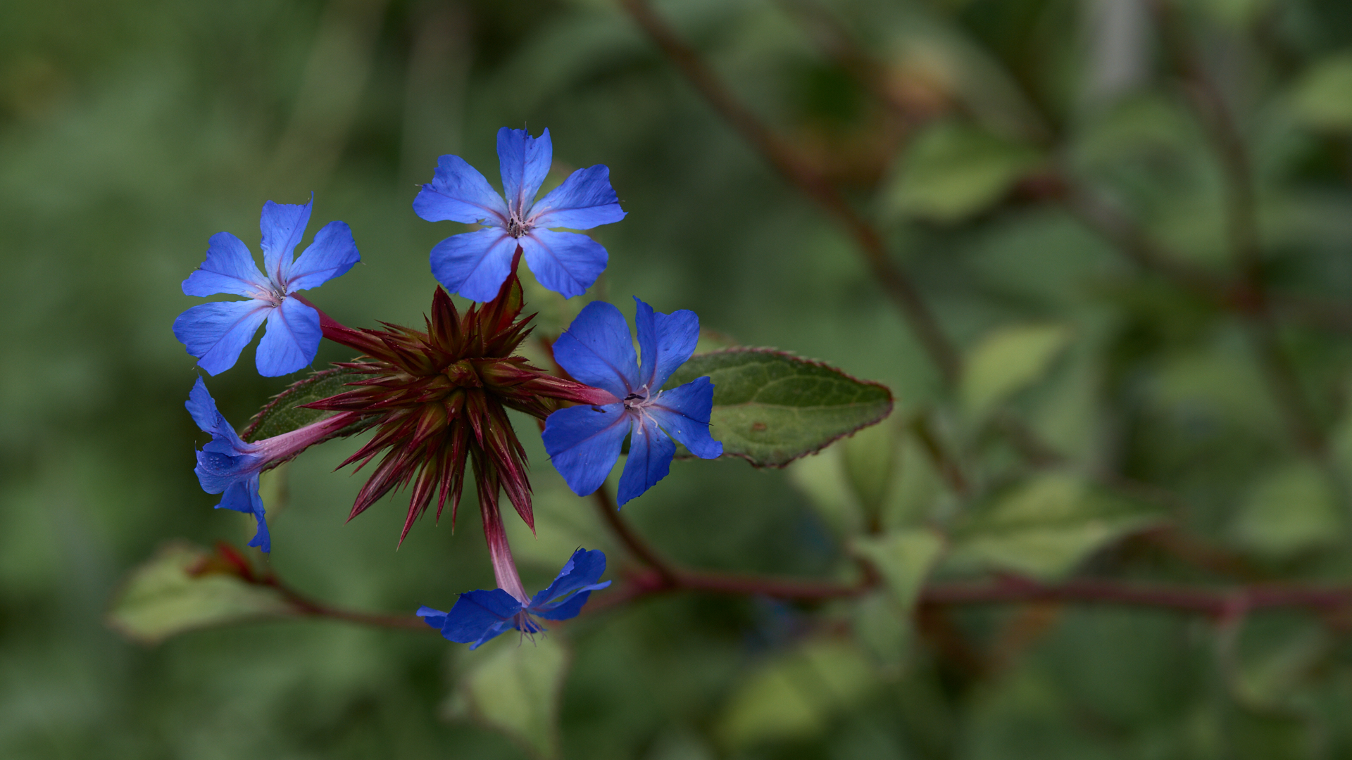 Ceratostigma willmothianum