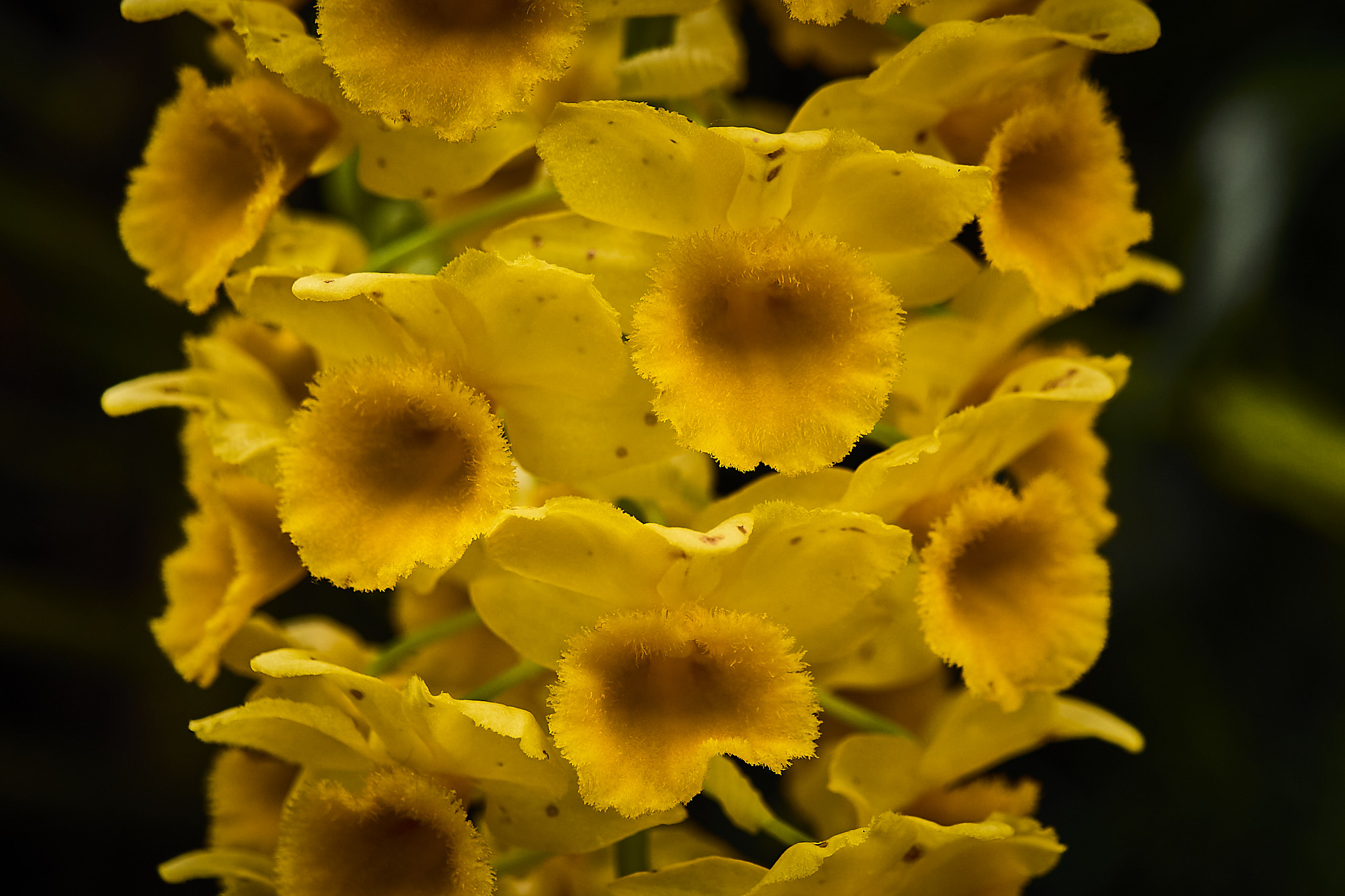 Dendrobium thyrsifolium
