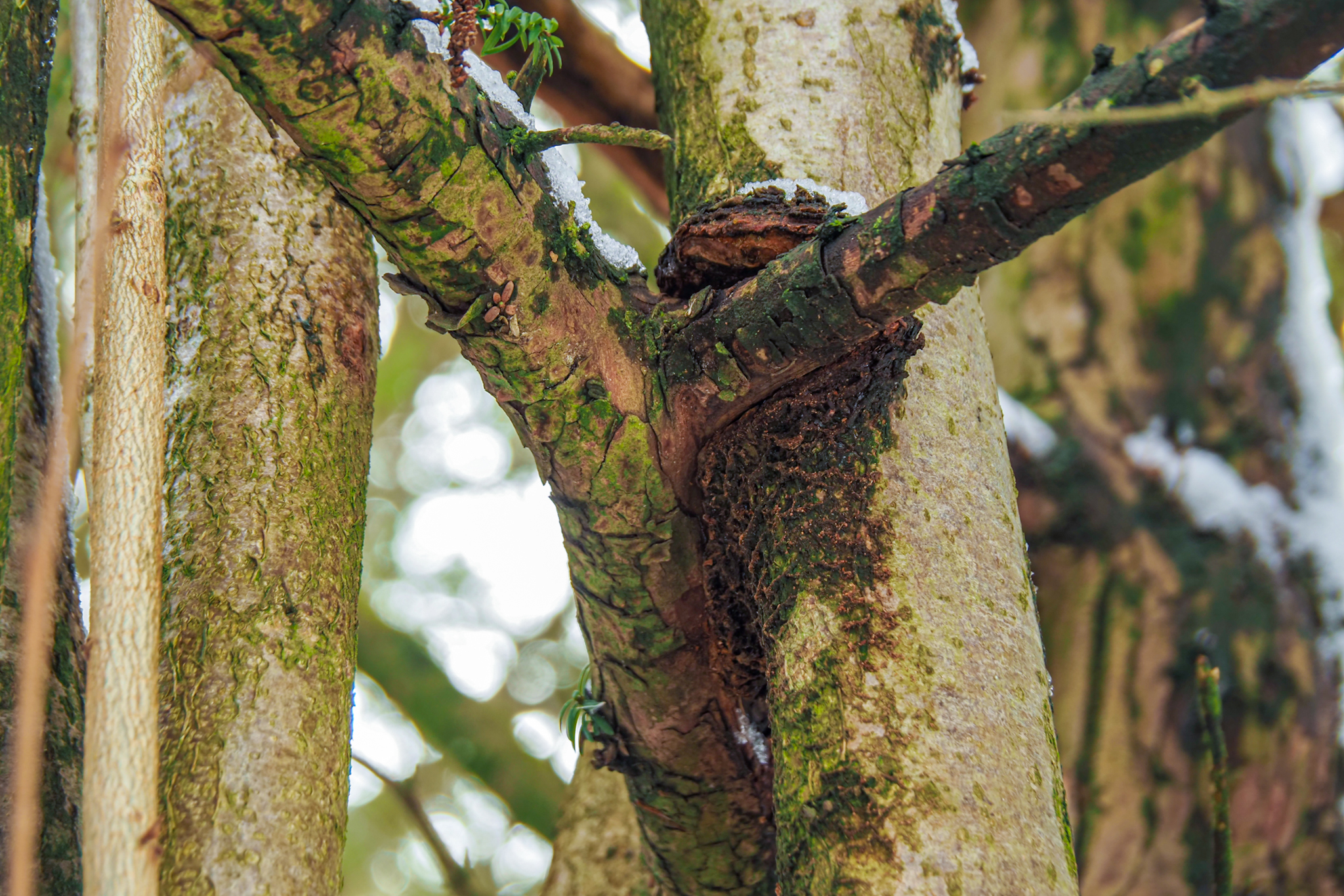 Eibe in Hasel gewachsen