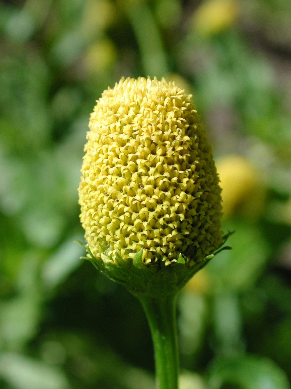 Acmella oleracea