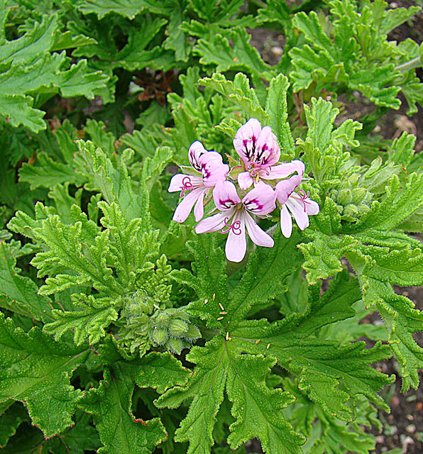 Pelargonium graveolens