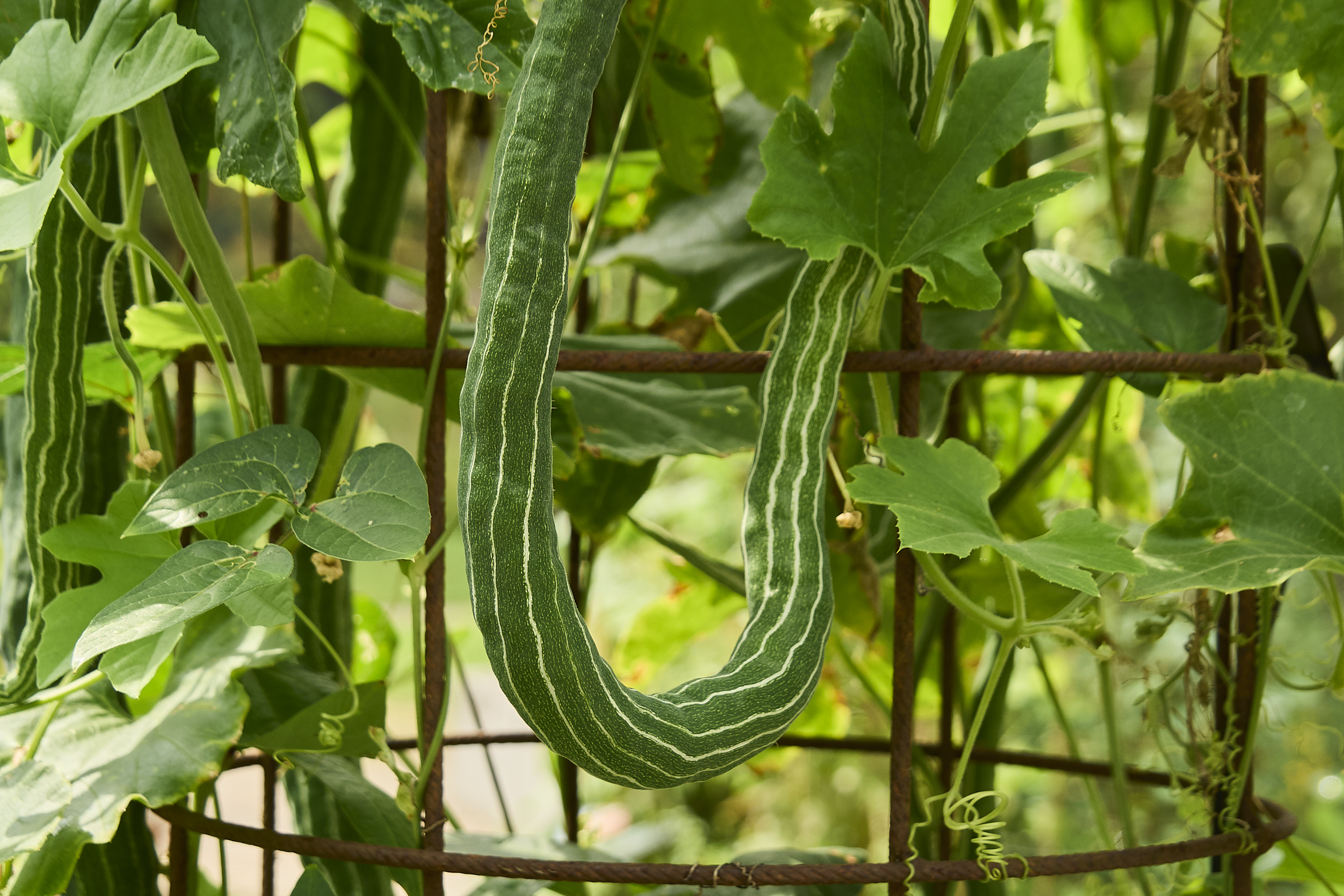 Schlangenhaargurke